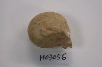 藏品(直角石化石)的圖片